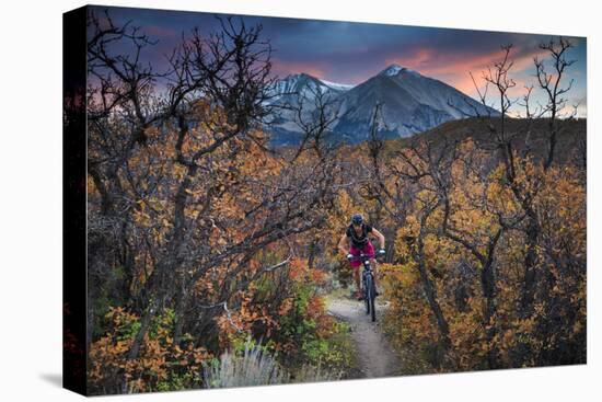 Mountain Biker Rides Through Gamble's Oak In Carbondale Colorado During Peak Autumn Color-Jay Goodrich-Premier Image Canvas