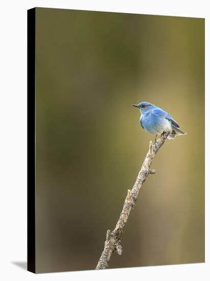 Mountain Blue Bird-Galloimages Online-Premier Image Canvas