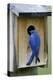 Mountain Bluebird Male at Nest Box-null-Premier Image Canvas