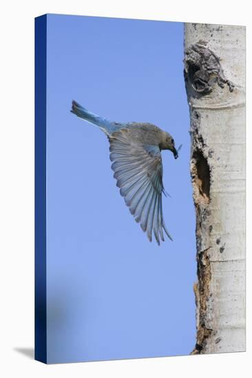 Mountain Bluebird Returning to Nest Cavity with Food-Ken Archer-Premier Image Canvas