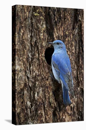 Mountain Bluebird (Sialia Currucoides), Male at Nest Cavity, Yellowstone National Park, Wyoming-James Hager-Premier Image Canvas