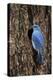 Mountain Bluebird (Sialia Currucoides), Male at Nest Cavity, Yellowstone National Park, Wyoming-James Hager-Premier Image Canvas