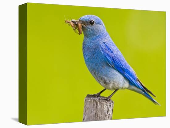 Mountain Bluebird With Caterpillars Near Kamloops, British Columbia, Canada-Larry Ditto-Premier Image Canvas