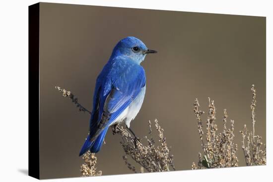 Mountain Bluebird-Ken Archer-Premier Image Canvas