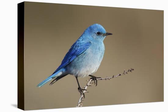 Mountain Bluebird-Ken Archer-Premier Image Canvas