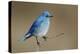 Mountain Bluebird-Ken Archer-Premier Image Canvas