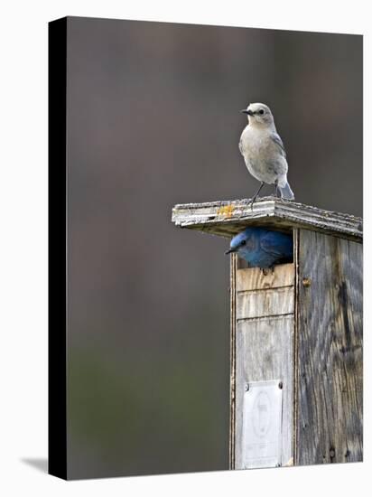 Mountain Bluebirds, British Columbia, Canada-Charles Sleicher-Premier Image Canvas