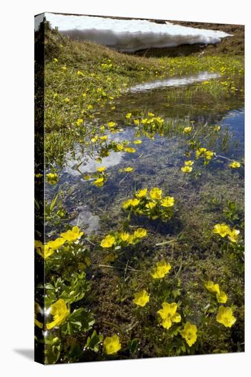 Mountain Buttercup (Ranunculus Insignis)-Bob Gibbons-Premier Image Canvas