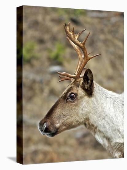 Mountain Caribou Migrating in Early Spring in the Cariboo Mts of B.C-Richard Wright-Premier Image Canvas