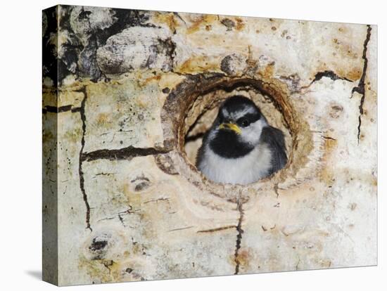 Mountain Chickadee in Aspen Tree, Rocky Mountain National Park, Colorado, USA-Rolf Nussbaumer-Premier Image Canvas