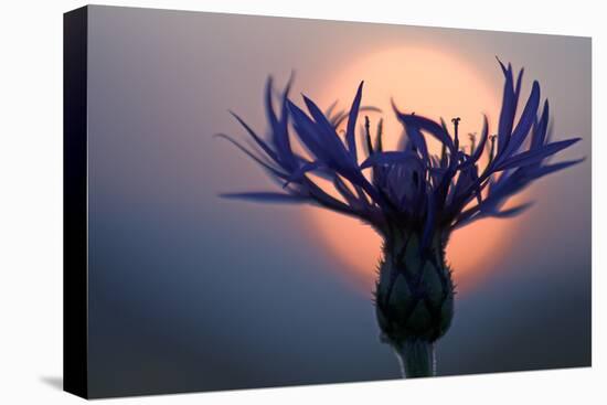 Mountain Cornflower (Centaurea Montana) with the Sun Behind It, Liechtenstein, July 2009-Giesbers-Premier Image Canvas