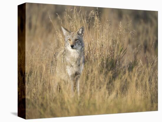 Mountain Coyote, Canis Latrans Lestes, Grand Teton National Park, Wyoming-Maresa Pryor-Premier Image Canvas