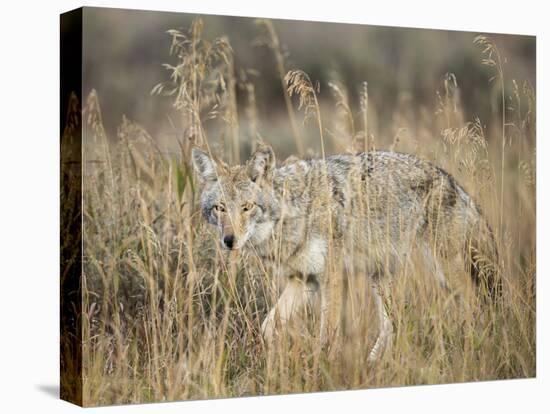 Mountain Coyote, Canis latrans Lestes, Grand Teton National Park, Wyoming-Maresa Pryor-Premier Image Canvas