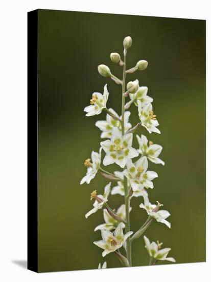 Mountain Death Camas (Zigadenus Elegans), Waterton Lakes Nat'l Park, Alberta, Canada-James Hager-Premier Image Canvas