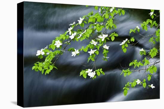 Mountain Dogwood Above the Merced River, California, Usa-Russ Bishop-Premier Image Canvas