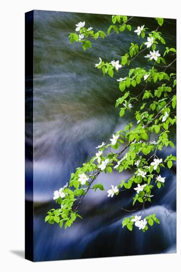 Mountain Dogwood Above the Merced River, California, Usa-Russ Bishop-Premier Image Canvas