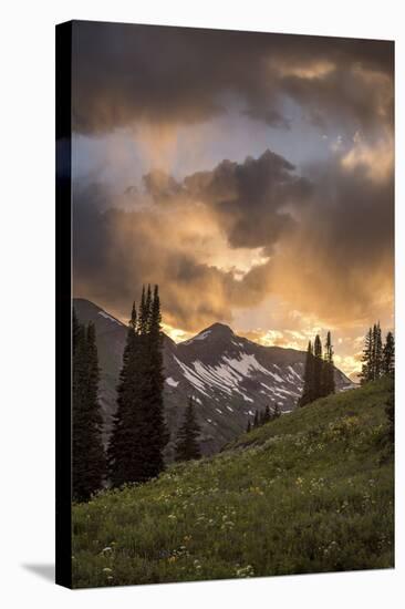 Mountain Evergreens-Dan Ballard-Premier Image Canvas