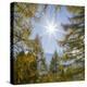 Mountain forest with European Larch in the dolomites of South Tyrol, Alto Adige-Martin Zwick-Premier Image Canvas