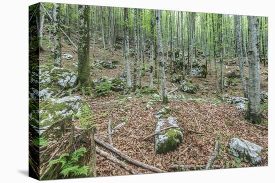 Mountain Forest-Rob Tilley-Premier Image Canvas