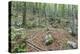 Mountain Forest-Rob Tilley-Premier Image Canvas