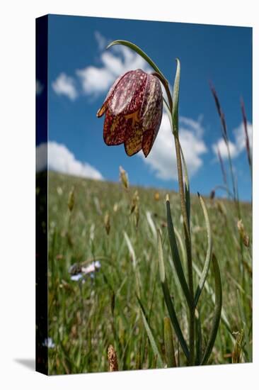 Mountain fritillary on the slope of Mount Vettore, Italy-Paul Harcourt Davies-Premier Image Canvas