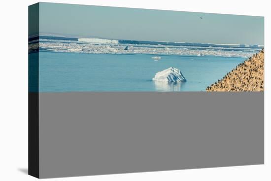 Mountain full of imperial shags (Phalacrocorax atriceps), Paulet Island, Antarctica, Polar Regions-Michael Runkel-Premier Image Canvas