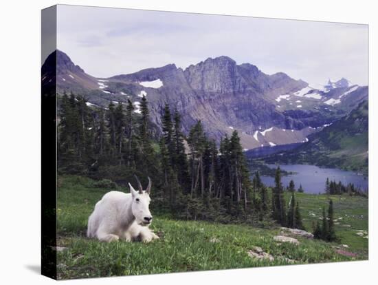 Mountain Goat Adult with Summer Coat, Hidden Lake, Glacier National Park, Montana, Usa, July 2007-Rolf Nussbaumer-Premier Image Canvas