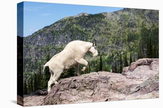 Mountain Goat Climbing Rocks in Glacier National Park, Montana-James White-Premier Image Canvas