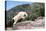 Mountain Goat Climbing Rocks in Glacier National Park, Montana-James White-Premier Image Canvas