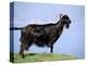 Mountain Goat, Corsica, France-Michael Busselle-Premier Image Canvas