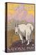 Mountain Goat, Glacier National Park, Montana-Lantern Press-Stretched Canvas