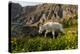 Mountain Goat, Hidden Lake Trail, Glacier NP, Kalispell, Montana-Howie Garber-Premier Image Canvas