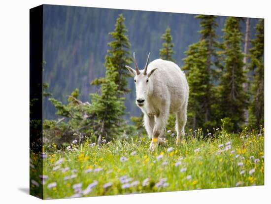 Mountain Goat in Wildflower Meadow, Logan Pass, Glacier National Park, Montana, USA-Jamie & Judy Wild-Premier Image Canvas