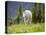 Mountain Goat in Wildflower Meadow, Logan Pass, Glacier National Park, Montana, USA-Jamie & Judy Wild-Premier Image Canvas