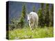 Mountain Goat in Wildflower Meadow, Logan Pass, Glacier National Park, Montana, USA-Jamie & Judy Wild-Premier Image Canvas