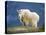 Mountain Goat, Jasper National Park, Alberta, Canada-Larry Ditto-Premier Image Canvas