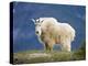 Mountain Goat, Jasper National Park, Alberta, Canada-Larry Ditto-Premier Image Canvas