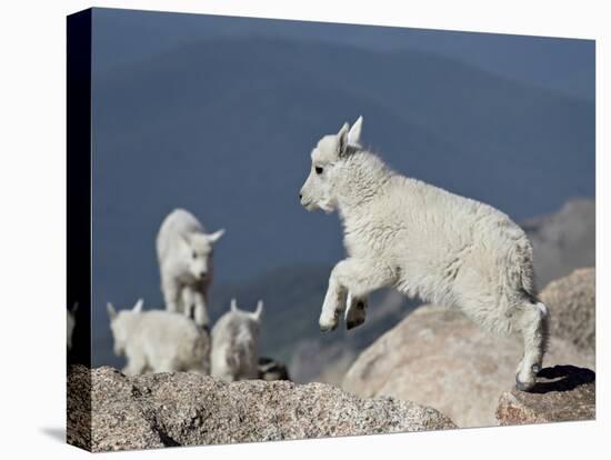 Mountain Goat Kid Jumping, Mt Evans, Arapaho-Roosevelt Nat'l Forest, Colorado, USA-James Hager-Premier Image Canvas