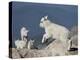 Mountain Goat Kid Jumping, Mt Evans, Arapaho-Roosevelt Nat'l Forest, Colorado, USA-James Hager-Premier Image Canvas