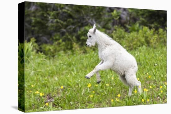 Mountain Goat Kid Kicks Up His Heels in Glacier National Park, Montana, USA-Chuck Haney-Premier Image Canvas