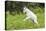 Mountain Goat Kid Kicks Up His Heels in Glacier National Park, Montana, USA-Chuck Haney-Premier Image Canvas