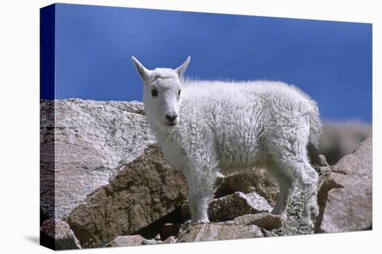 Mountain Goat Kid on Rocks, Mount Evans Recreation Area, Arapaho National Forest, Colorado, Usa-John Barger-Premier Image Canvas