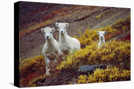 Mountain Goat Kids-Lantern Press-Stretched Canvas