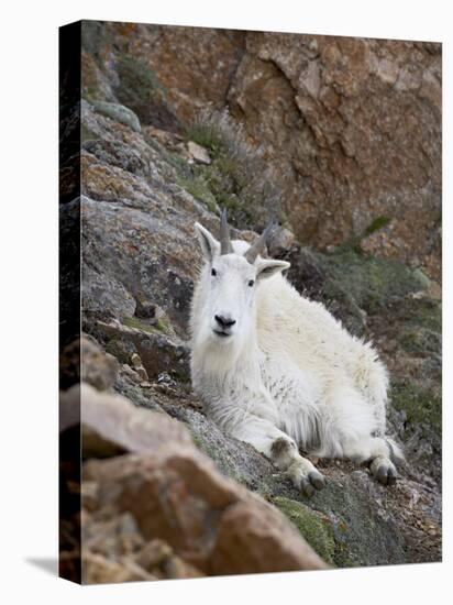 Mountain Goat, Mount Evans, Colorado, United States of America, North America-James Hager-Premier Image Canvas