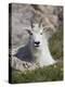 Mountain Goat, Mount Evans, Colorado-James Hager-Premier Image Canvas