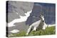 Mountain Goat, Mount Timpanogos Wilderness, Wasatch Mountains, Utah-Howie Garber-Premier Image Canvas