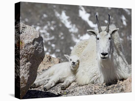 Mountain Goat Nanny and Kid, Mount Evans, Colorado, USA-James Hager-Premier Image Canvas
