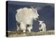 Mountain Goat Nanny and Kid, Mt Evans, Arapaho-Roosevelt Nat'l Forest, Colorado, USA-James Hager-Premier Image Canvas