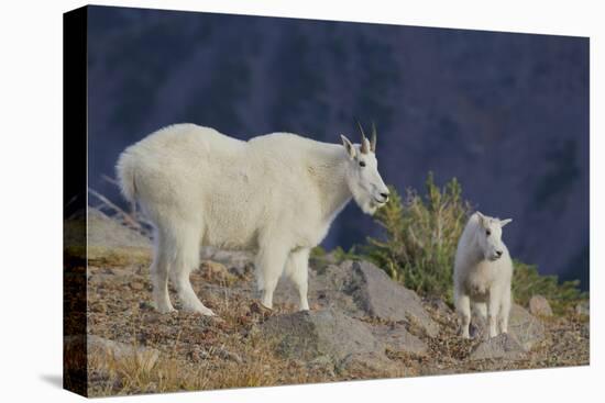 Mountain Goat, nanny with kid-Ken Archer-Premier Image Canvas