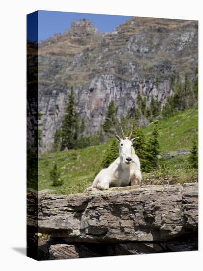 Mountain Goat on Rock, Logan Pass, Glacier National Park, Montana, USA-Jamie & Judy Wild-Premier Image Canvas